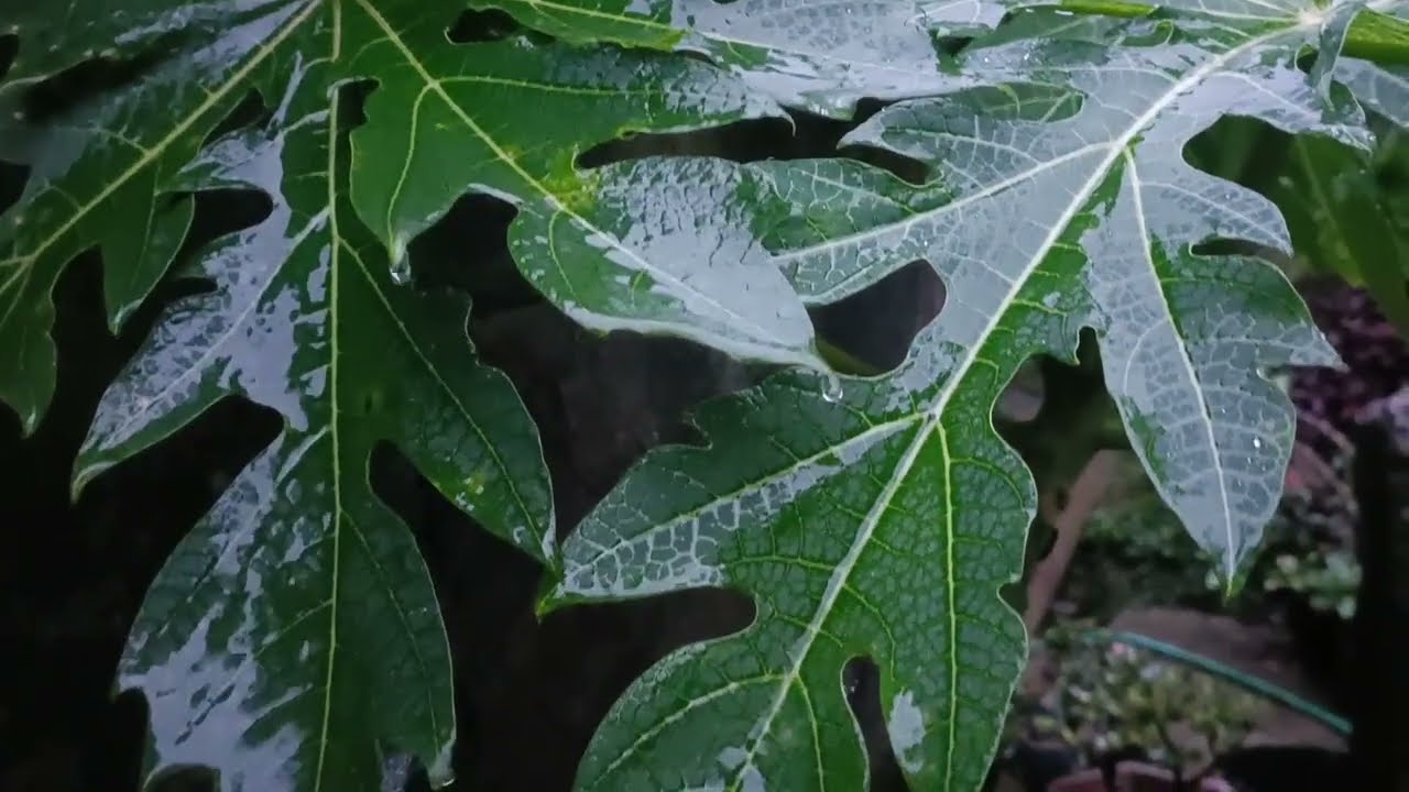 Txiv neej ntiaj teb sau rau koj siab phem dua ntai.24 ກໍລະກົດ 2025