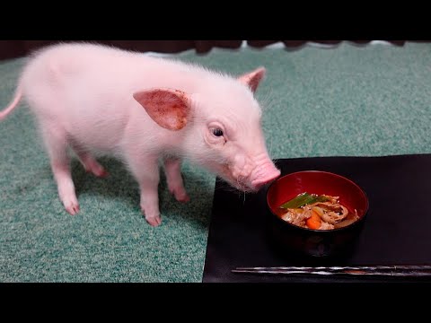 ミニブタの前で豚汁を飲んだらこうなりました…【31日目】