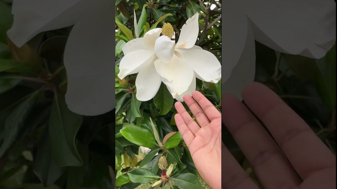 The Big White Flower