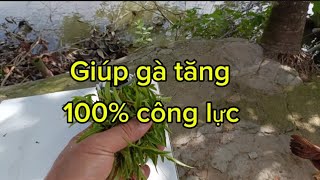 TUYỆT CHIÊU ÁP DỤNG CHO 2 NGÀY CUỐI TRƯỚC KHI KÉO LÚA |#NôngDân5chấm