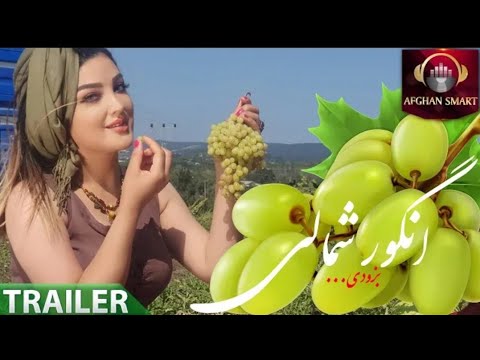 دانلود آهنگ انگور شمالی از سیتا قاسمی جدید افغان میوزیک