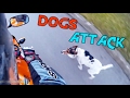 Dogs Attack Motorcycle \ Poor Dogs & Motorcyclist Rescues Dogs  [Ep #01]