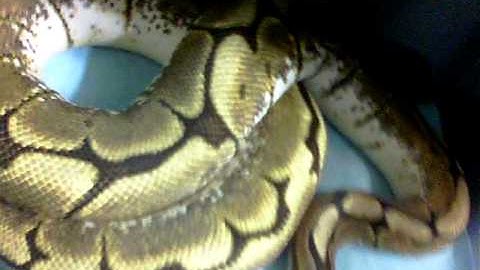 Ball Python Collection 1-17-11