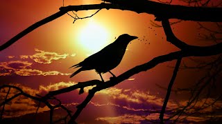 ABOUT CROWS - 'DID YOU KNOW' by Ine RP Braat 433 views 3 weeks ago 1 minute, 29 seconds