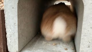 凄いスピードでバックしてくるふりふりお尻　#927