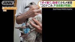 イギリス　マスクの不法投棄が環境問題に(20/07/23)