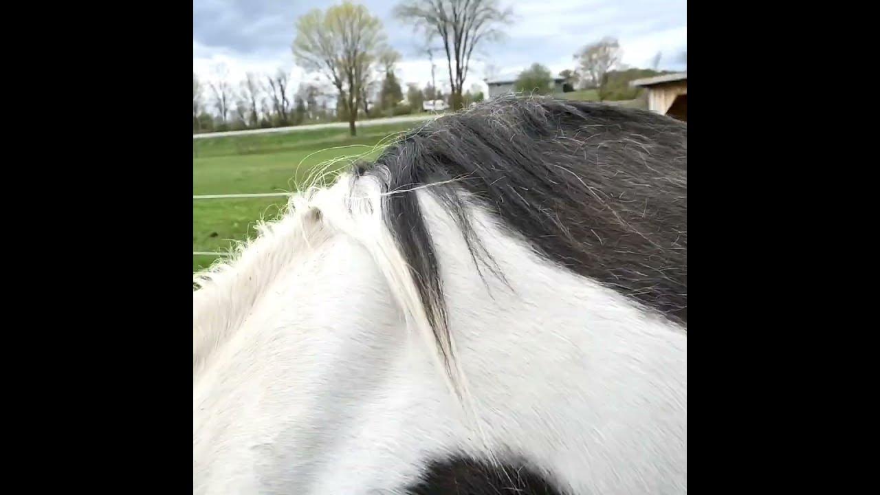 Crazy Horse Refusing To Come in! YouTube