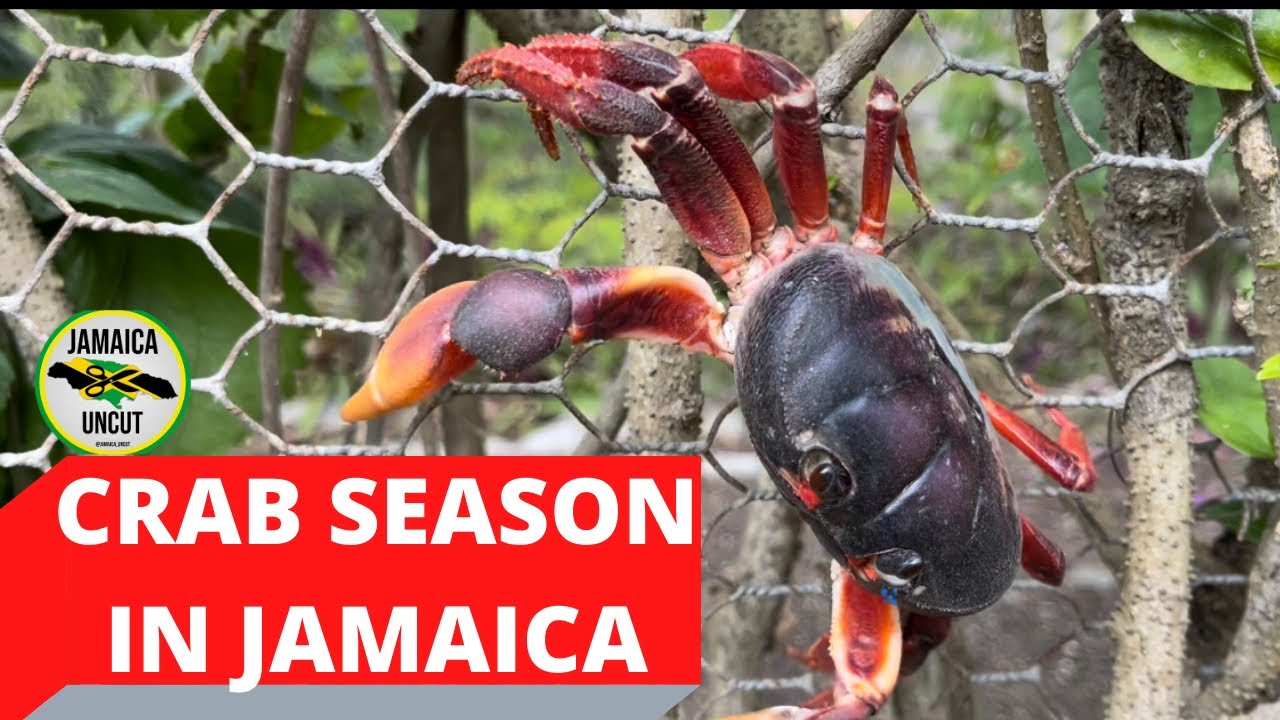 Catching Jamaican Black CRAB jamaica_uncut YouTube