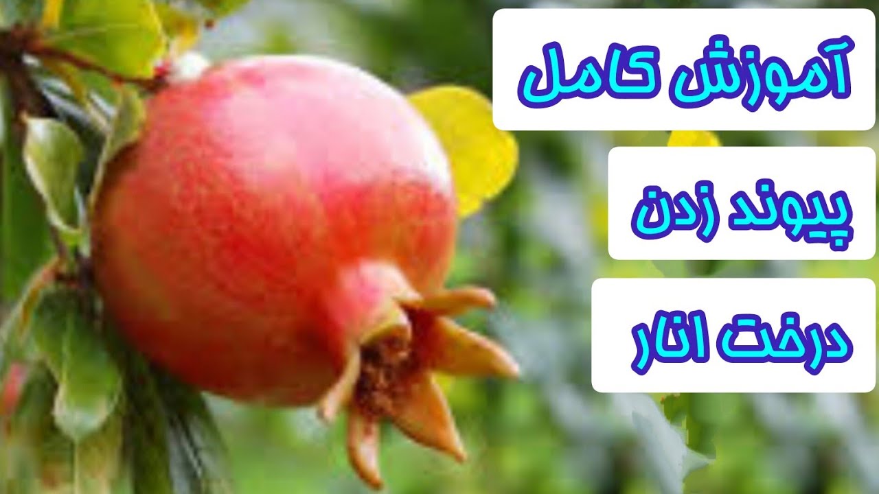 ساده ترین روش پیوند زدن درخت انار یاد بگیرید