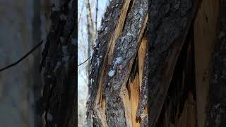 Talking Tree - Full Video In Description