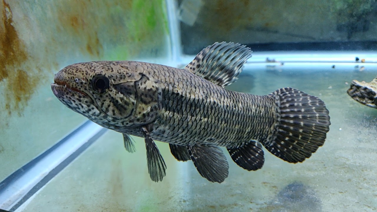 freshwater wolf fish species