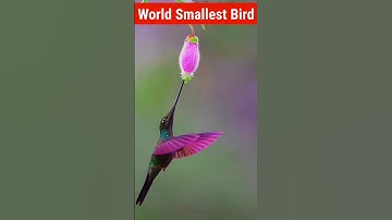 Hummingbird| World smallest Bird ❤️❤️❤️ #shortsvideo #shorts #hummingbird #facts #cute