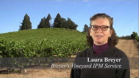 Dead Arm Disease Management