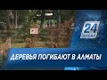 Саженцы засыхают в Алматы