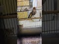 Щегол седоголовый, (Goldfinch grey-headed)