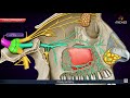 Maxillary division of Trigeminal nerve (V2 or Vb) / Maxillary nerve - Anatomy Animation