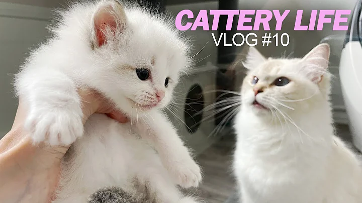 Hướng dẫn học vệ sinh cho mèo và thăm phòng chăm sóc | Video vlog số 10