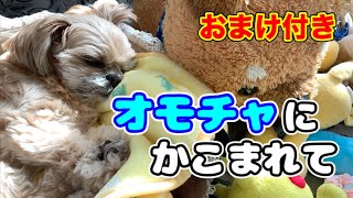 【犬 日常】おもちゃに囲まれてお昼寝 おまけ付き チワワ×シーズー