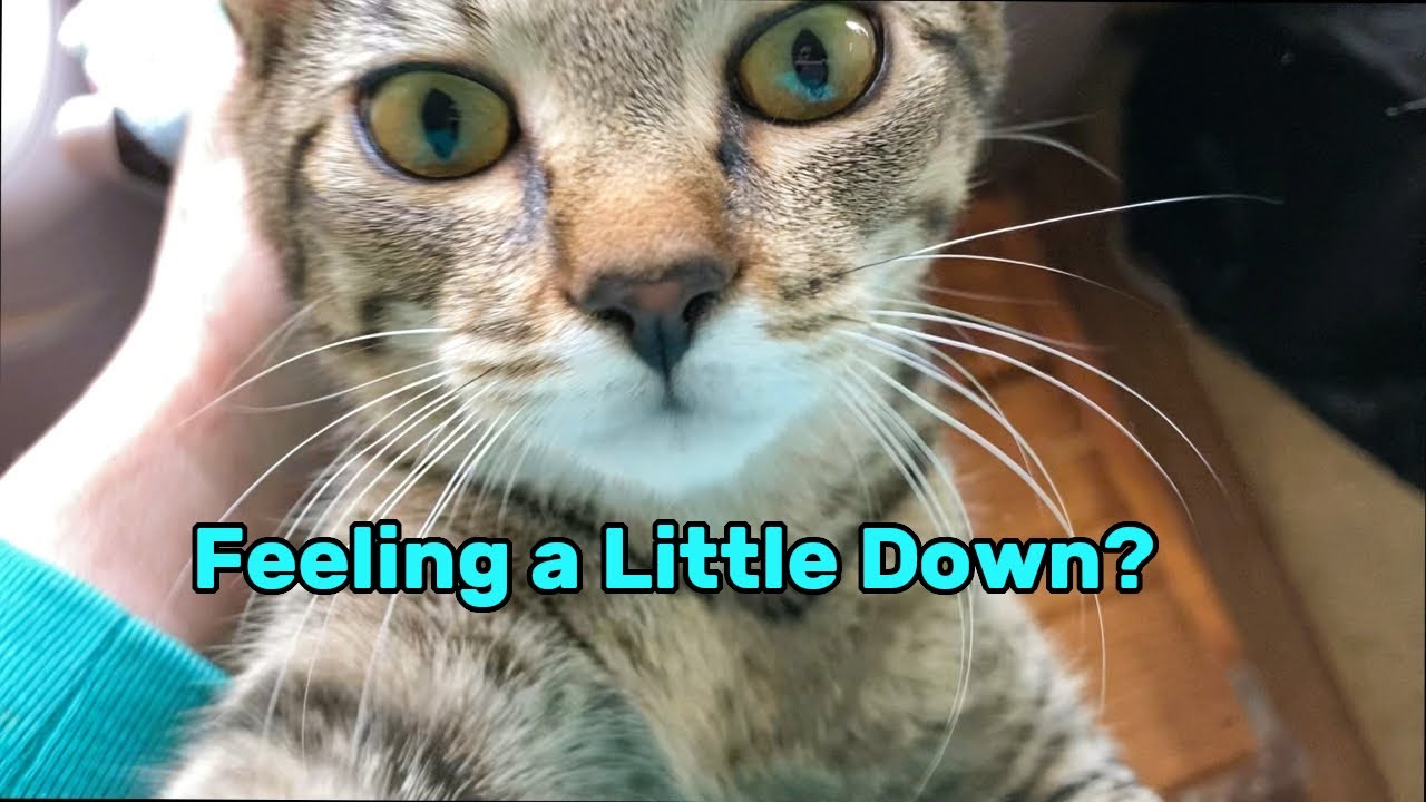 Kitten Purr Your Way Through Grief