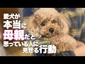 愛犬が本当に母親だと思っている人に見せる行動 愛犬が見せる母子の絆を感じる行動