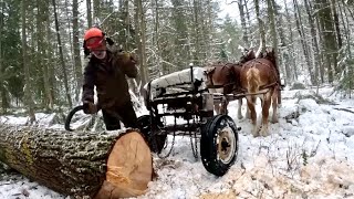 Watch Gentle Giants Logging in the Forest // NO TALKING - ASMR #571