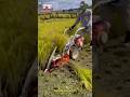 Amazing Paddy / Rice Harvesting Reaper Binder Machine