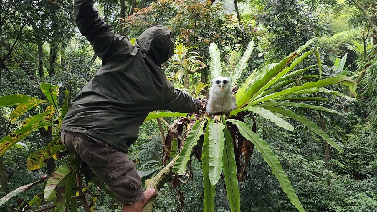 REZEKI NOMPLOK..!! Menemukan Banyak hewan Mahal Saat Mancing Channa Limbata Disungai Ini