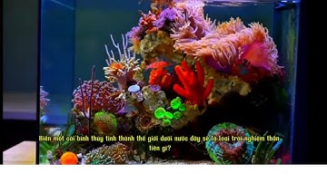 Tạo Đại Dương Trong Bể Cá | BỂ NƯỚC MẶN Hành Trình 90 Ngày Đầy Kỳ Thú
