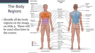 06 Introduction to Human Anatomy Body Regions Video