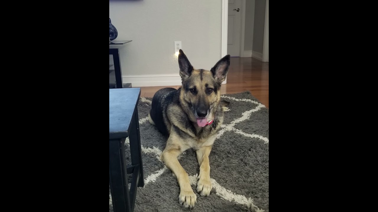 Research Artifact: Final Project