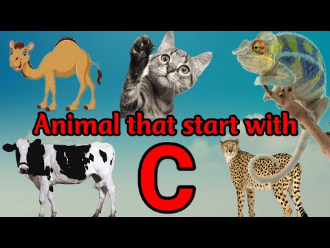 Animal alphabet , alphabet animal,  alphabet animals, animal that start with C.