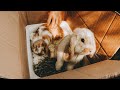GETTING TWO BUNNIES | VLOG