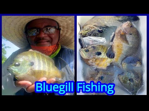 The Best Bluegill Fishing - Shellcracker Fishing Trip This Year