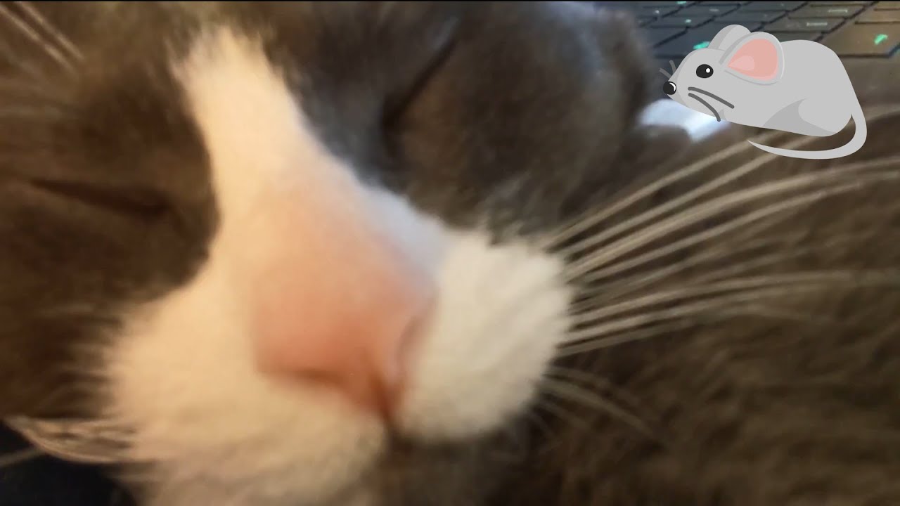 Cat Snoring LOUDLY! - YouTube