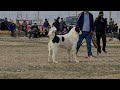 Кизиларват обзор чистопородных собак - purebred Alabai dog review Turkmen wolfhound