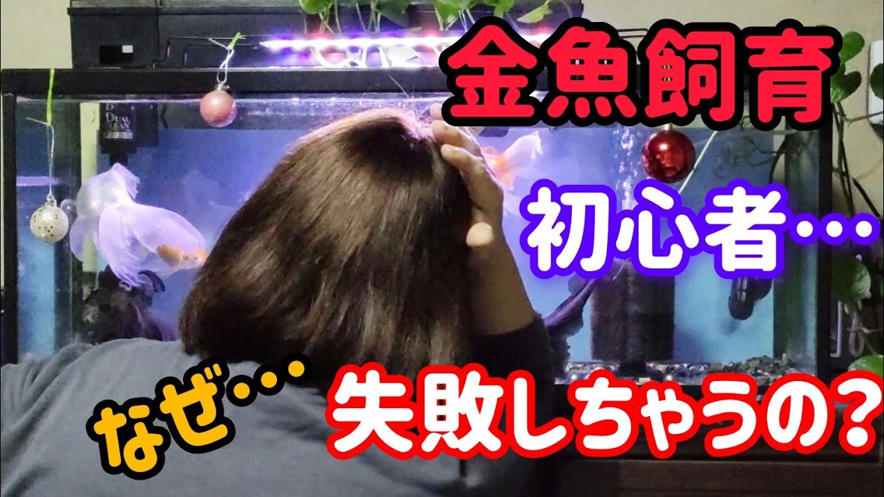 [金魚]　金魚飼育での失敗❢　あんな失敗…　こんな失敗…初心者がやりがちな失敗例…