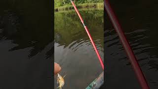 Awesome TOPWATER Bite  #fishingvideo #fishing #bluegill