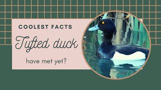 tufted duck facts 🦆 tufted pochard calling sound 🦆 found in northern Eurasia