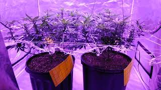 18+ trinity kush viparspectra 4x4 organic scrog grow , day 10 of flower... happy,happy,happy 🤗😎💚
