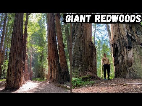 ভিডিও: Humboldt Redwoods State Park: The Complete Guide