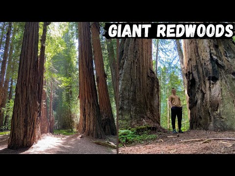 Guide to Humboldt Redwoods State Park - Where to Find the TALLEST Trees?