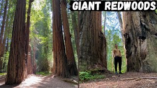 Guide to Humboldt Redwoods State Park - Where to Find the TALLEST Trees?