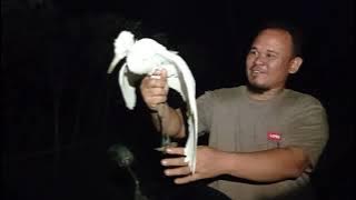 berburu burung kuntul/bangau putih di malam hari