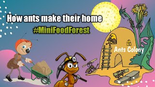 How Ants Make Their House | Ants Colony | An Anthill | Ants Digging Tunnel | Mini Food Forest