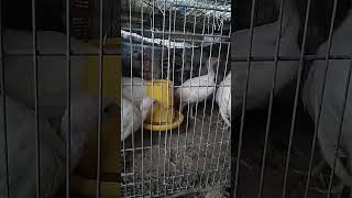 Dunia Unggasku -playing with funny chicken and duck #asmr #19