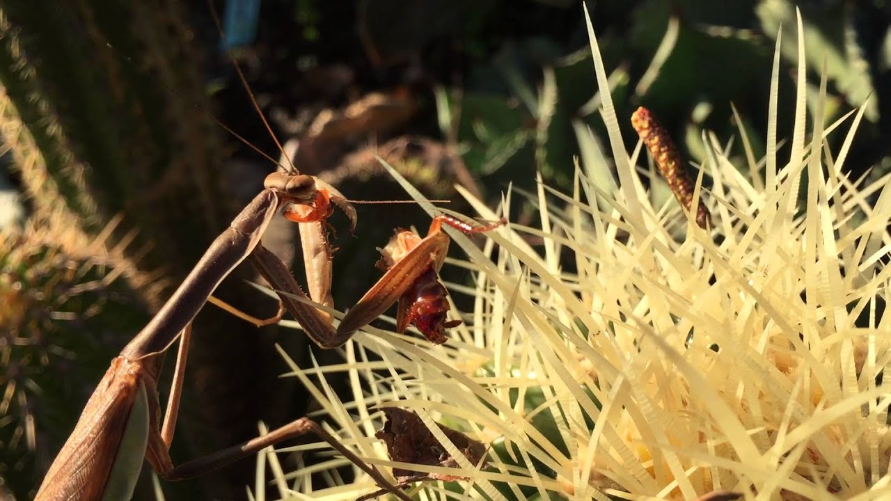 Praying Mantis Narrates Eating Cockroach in Garden - YouTube