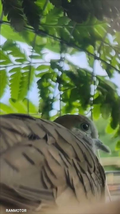 #Denak Merbok kampung #Merbok #Pikat #Perkutut #Zebradove #Birds