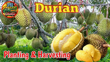 Mastering Durian | From Planting to Harvesting #phagriculture #durian