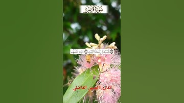 سورة قريش بالصيغة المغربية الأصيلة القارئ الحسن الفاضلي