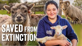 Saved from Extinction - North Ronaldsay Sheep - Adam Henson's Farm Diaries - Fridays With Fran Ep25